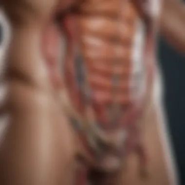 Anatomical Overview of Lower Right Quadrant Pain Anatomy of the lower right abdomen highlighting potential pain sources