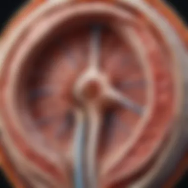 Anatomy of the optic nerve and surrounding structures