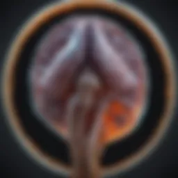MRI scan showcasing prostate tumor characteristics