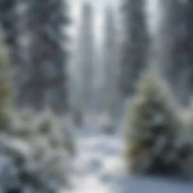Close-up of coniferous trees dusted with snow highlighting the winter season