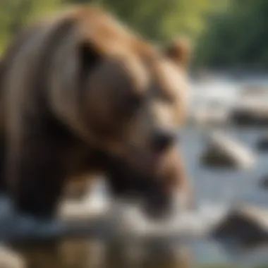 Brown Bear Fishing for Food A brown bear fishing in a river, demonstrating its dietary habits.