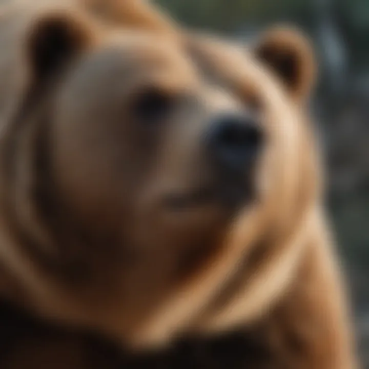 Close-up of a brown bear showcasing its powerful physique and fur texture.