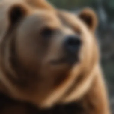 Close-Up of Brown Bear Physique Close-up of a brown bear showcasing its powerful physique and fur texture.