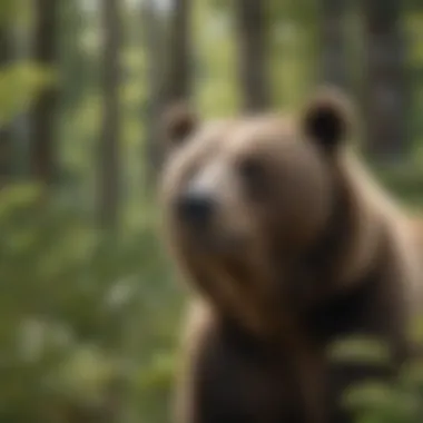 Brown Bear in Natural Habitat A brown bear in its natural habitat surrounded by lush greenery.