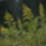 Detailed view of ragweed flowers highlighting allergenic characteristics