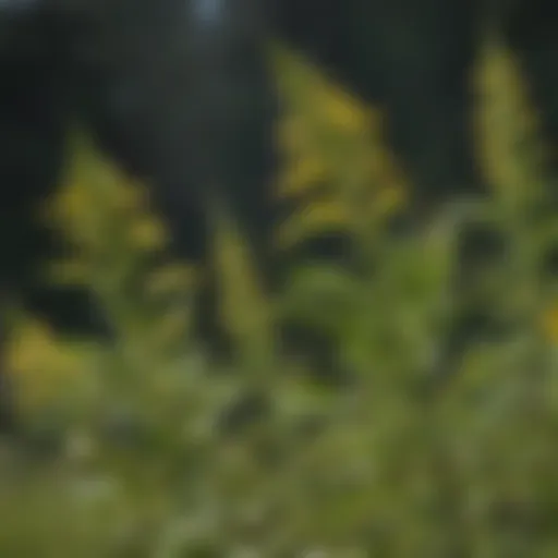 Detailed view of ragweed flowers highlighting allergenic characteristics