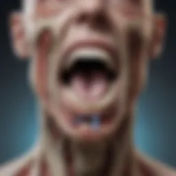 Anatomical illustration of the temporomandibular joint