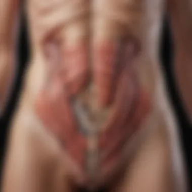 Anatomy of Upper Abdomen Anatomical illustration of the upper abdomen highlighting the stomach area