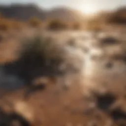 Dramatic landscape highlighting drought effects