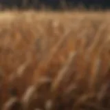 Detailed illustration of common wheat pests