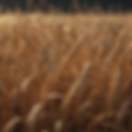 Detailed illustration of common wheat pests
