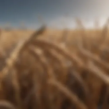Impact of Insects on Wheat Crops Visual representation of wheat crop damage