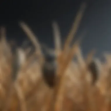 Life Cycle of Wheat Insect Pests Life cycle of a wheat insect pest